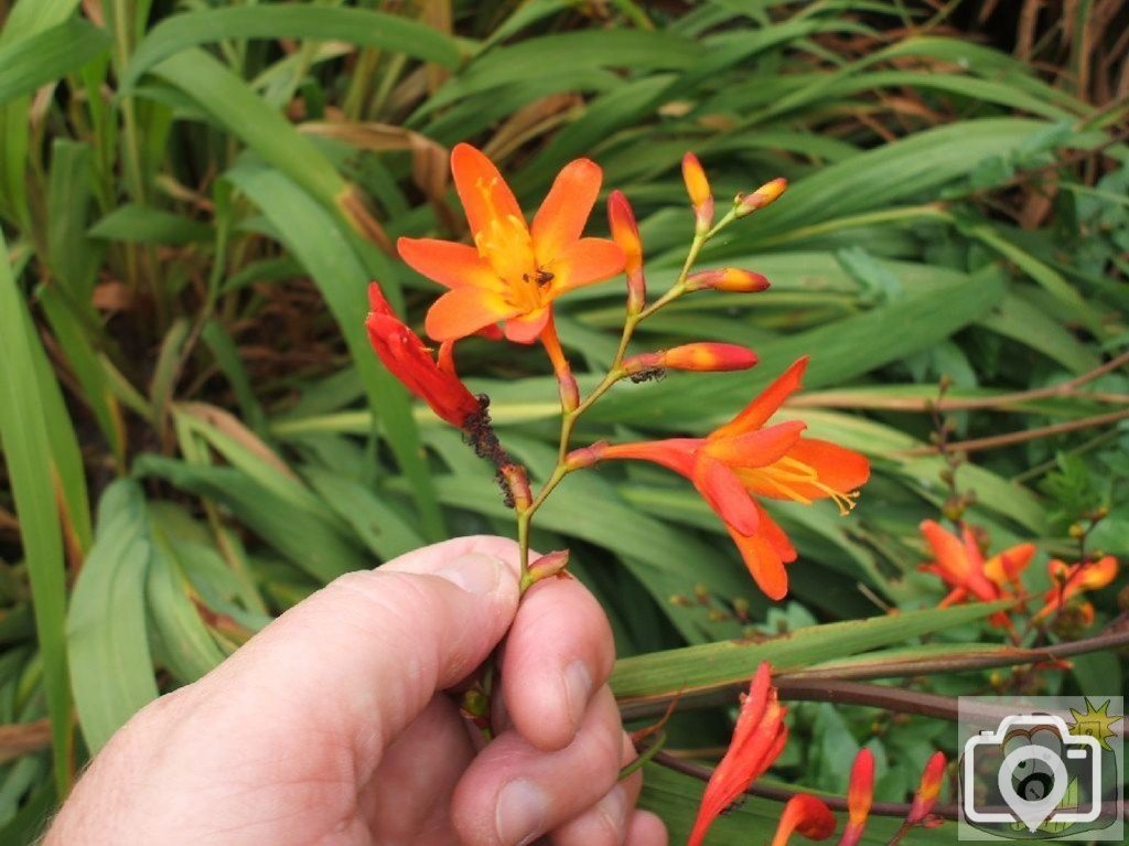 Montbretia