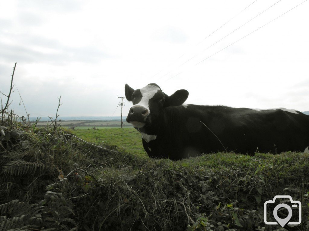 Moo