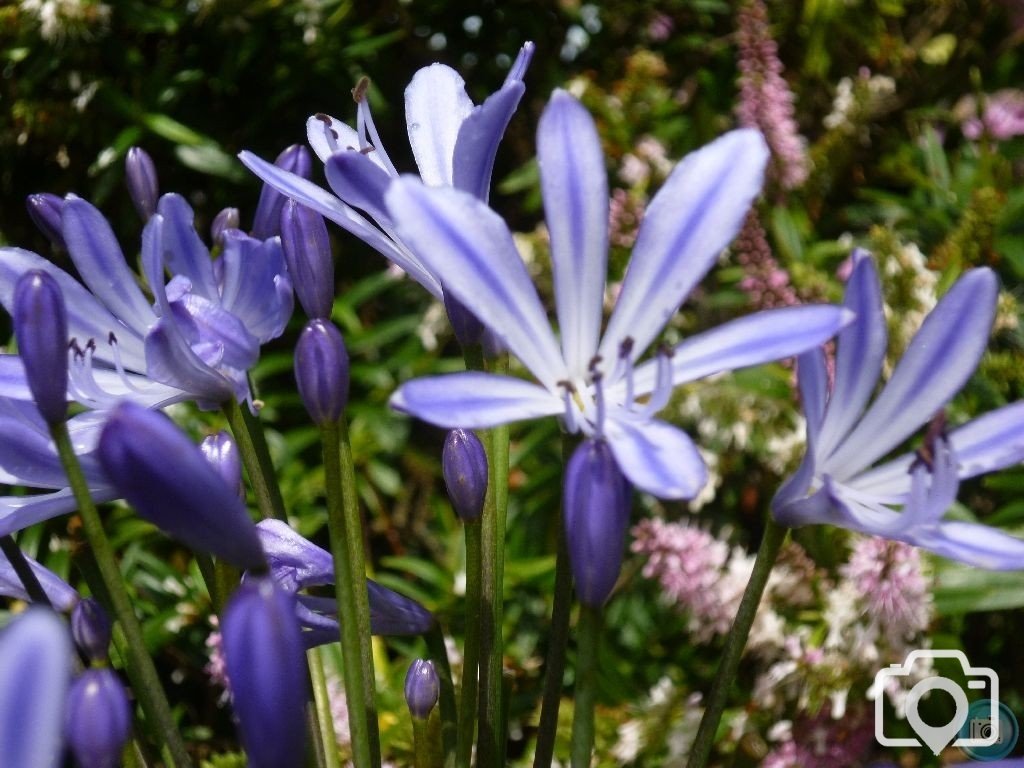 more blue flowers