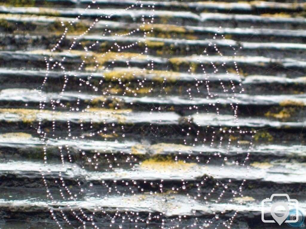 Morning dew