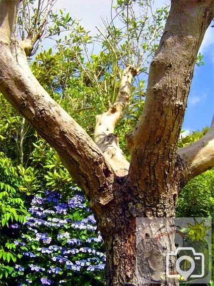 Morrab Gardens - Tree