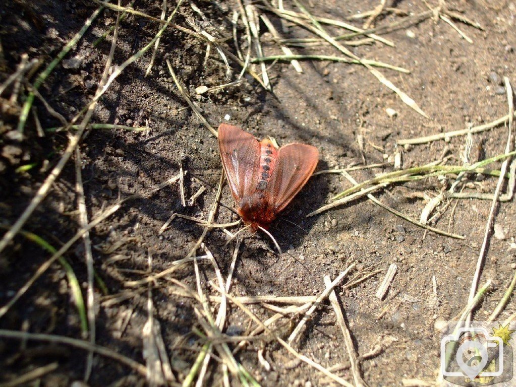 Moth: Mill Bay and Nanjizel - south of Land's End