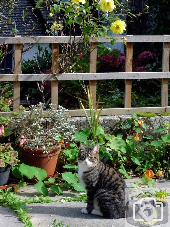 Mousehole Cat 01