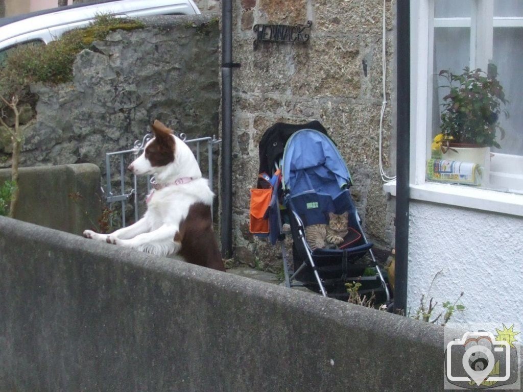 Mousehole Dog and Cat for a change!