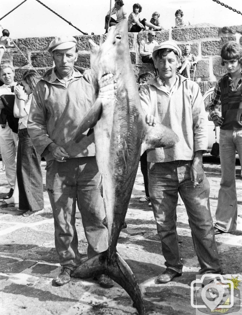 Mousehole Shark