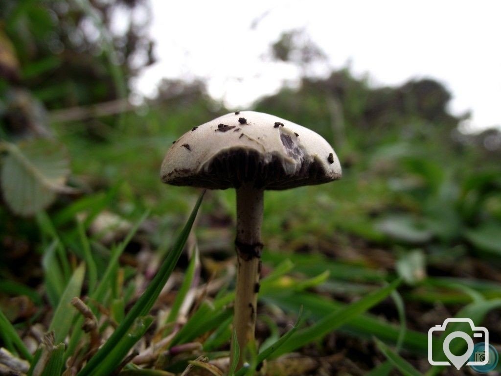 Mushroom@Chapel Carn Brea