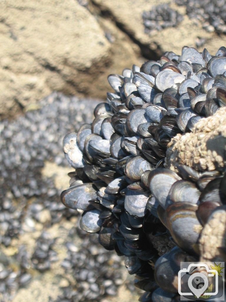 mussels