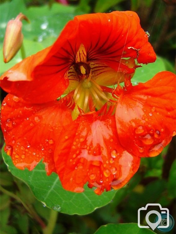 Nasturtium