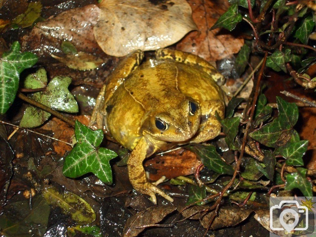 Natterjack toad (3) - Seen 10/02/2010