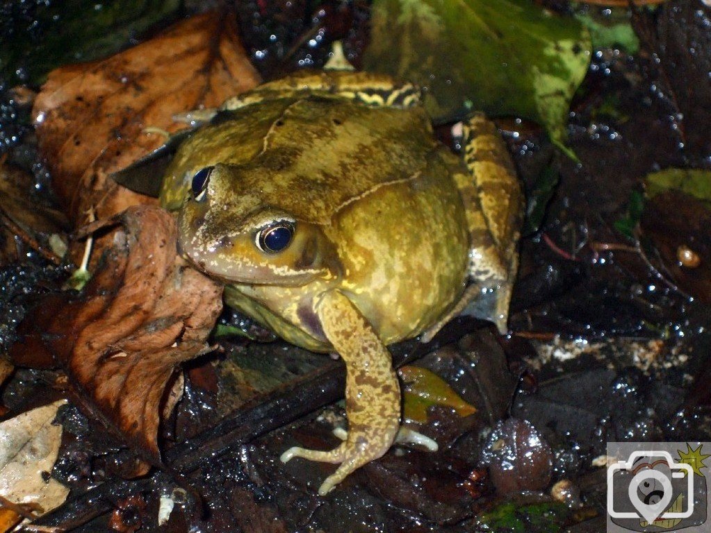 Natterjack toad (?) - Seen 10/02/2010