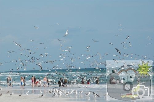 netting