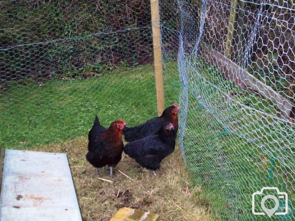 new chooks 3