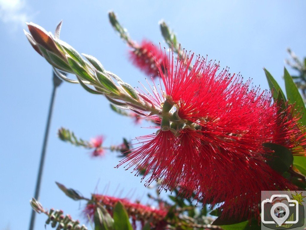 New Zealand Plant (Precise name?) - Penzance, 21Jun10