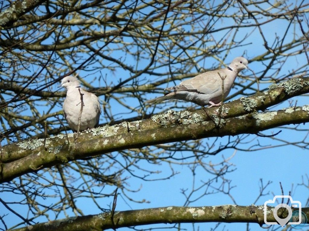 Newly-marrieds? Two Collared Turtle Doves