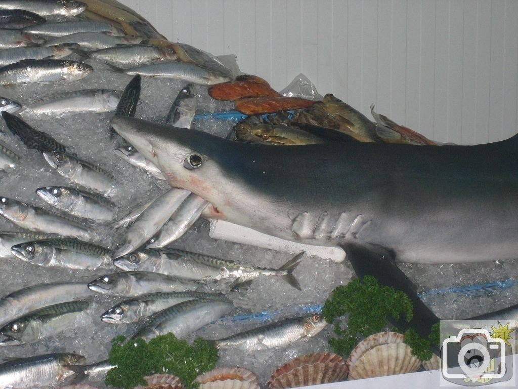 Newlyn Fish Festival 2008