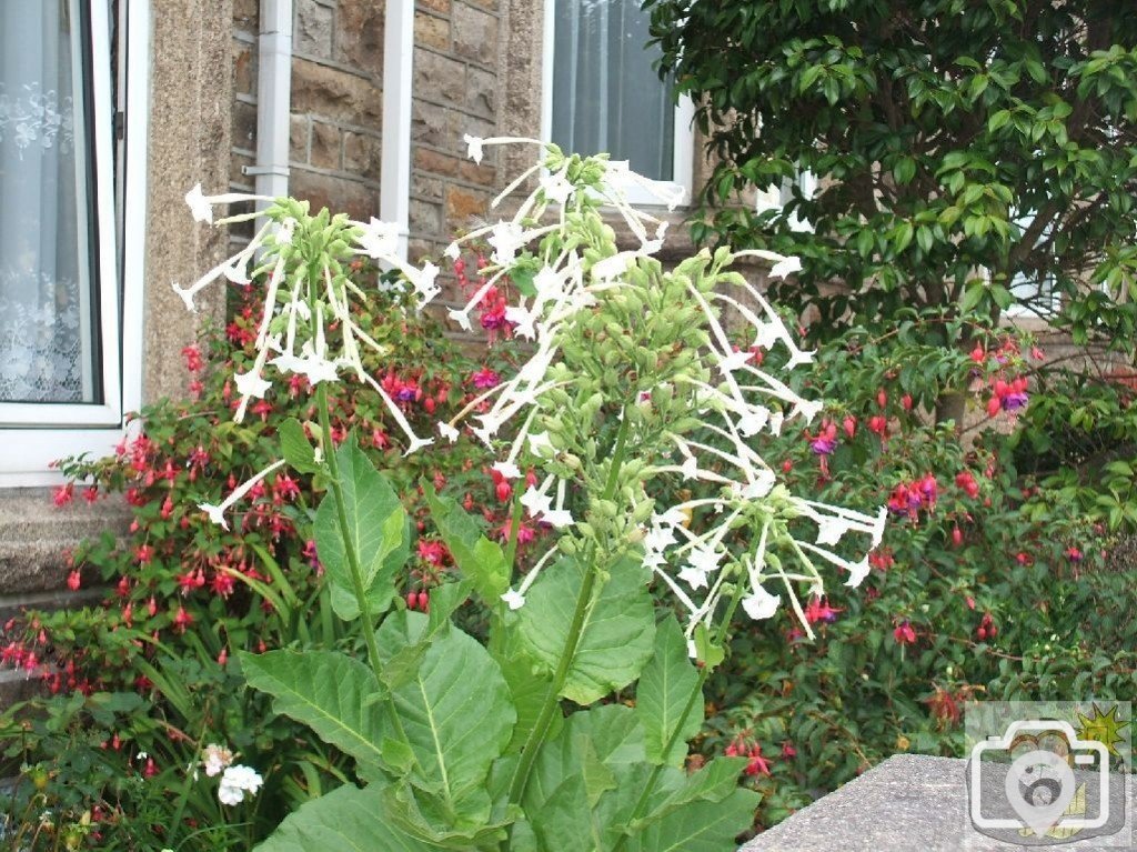 Nicotiana sylvestris or 'Only the lonely'