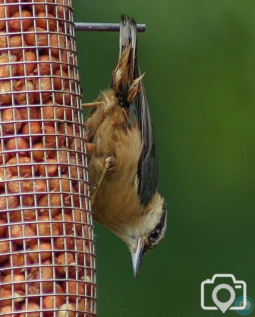 Nuthatch