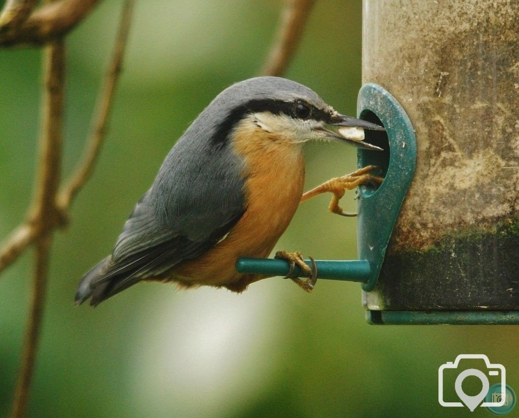 Nuthatch