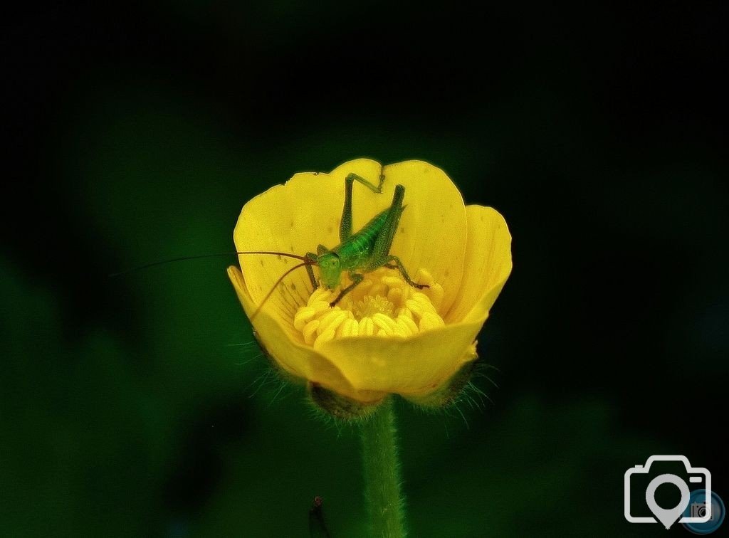 Oak Bush Cricket