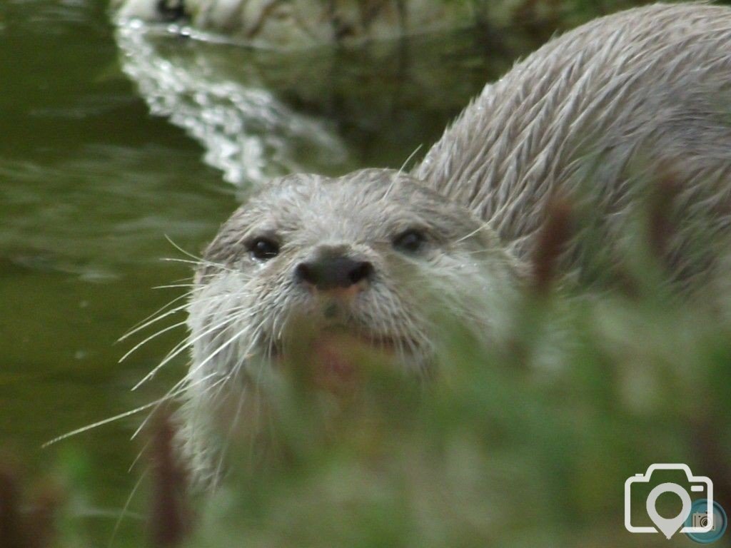 Otter