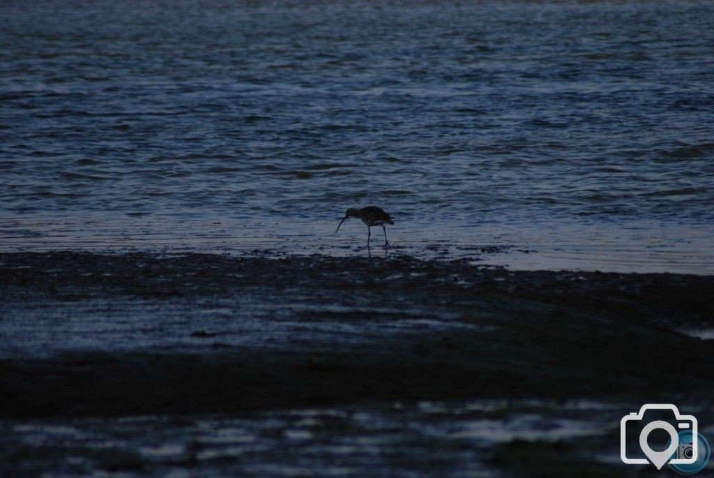 oyster catcher