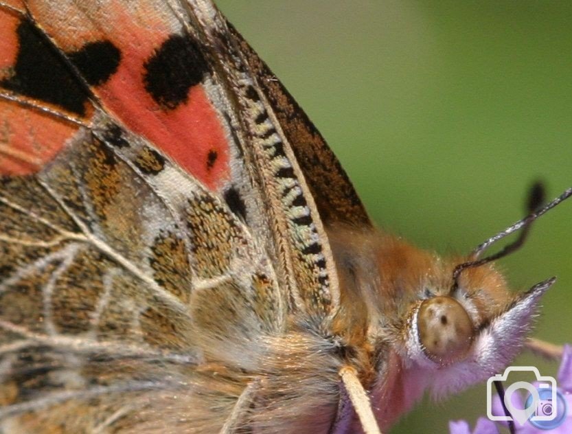 Painted Lady Butterfly