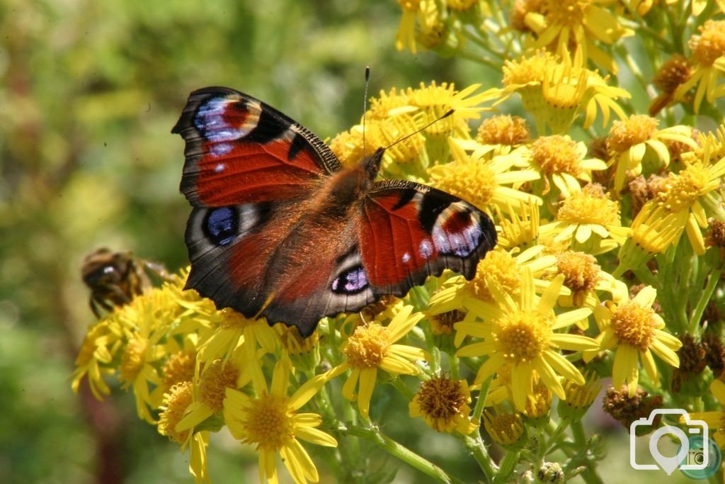 Peacock Butterfly