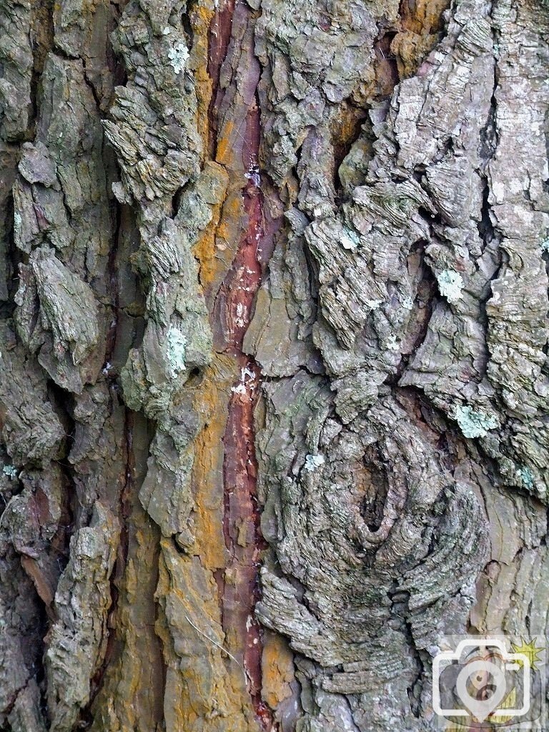 Penlee Bark