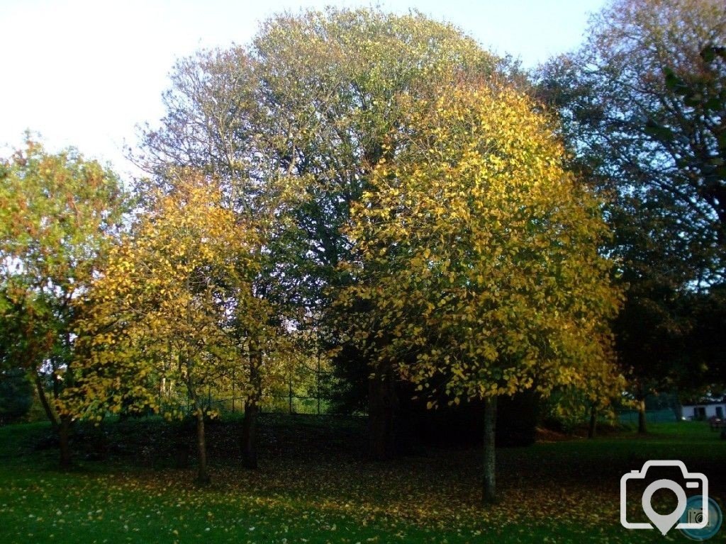 Penlee Park in Autumn - 4th November, 2010