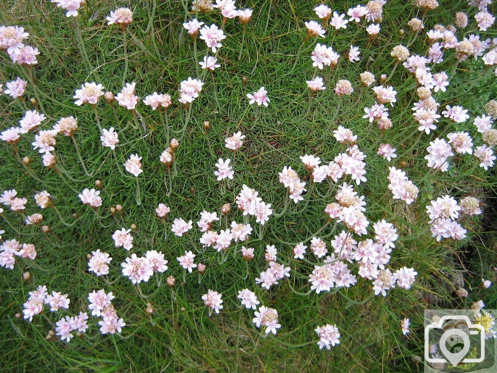 Penwith in bloom!!