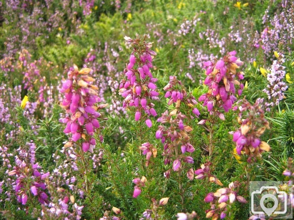 Penwith wild flowers 3