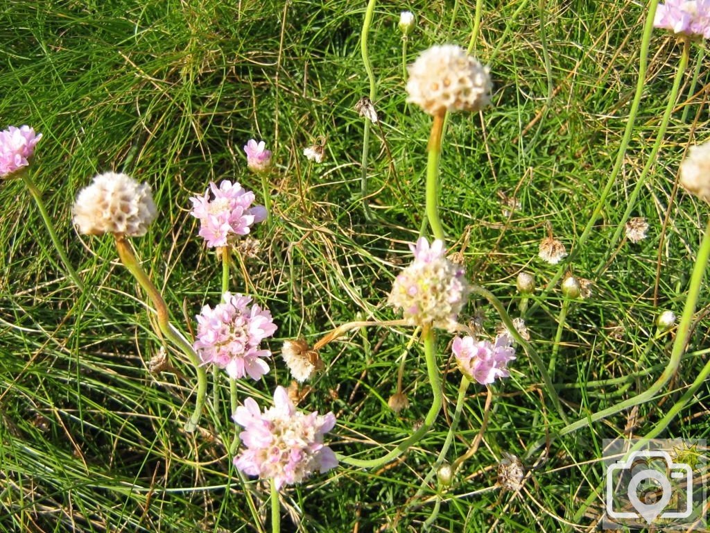 Penwith wild flowers.
