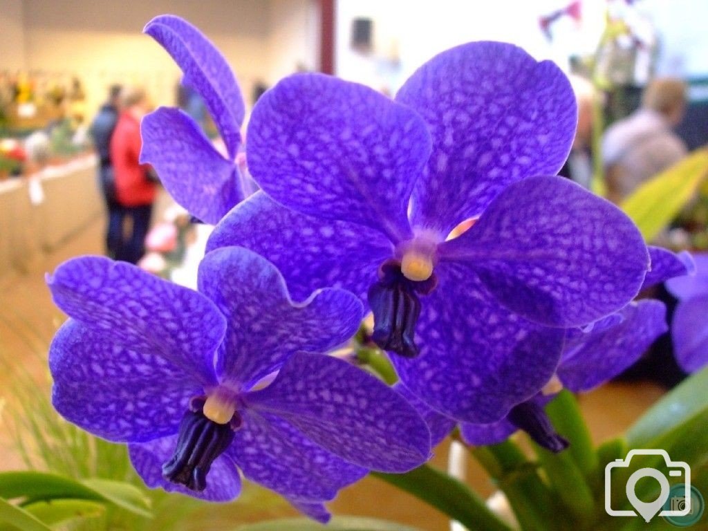 PENZANCE SPRING SHOW - 11-12th March, 2011