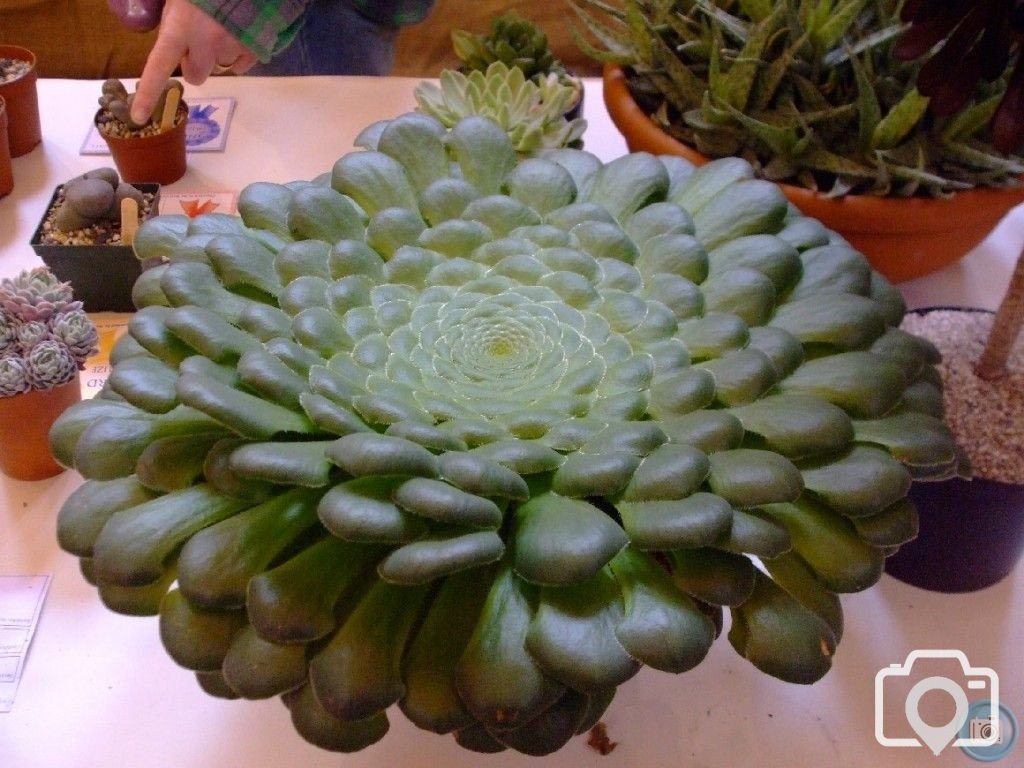PENZANCE SPRING SHOW - 11-12th March, 2011