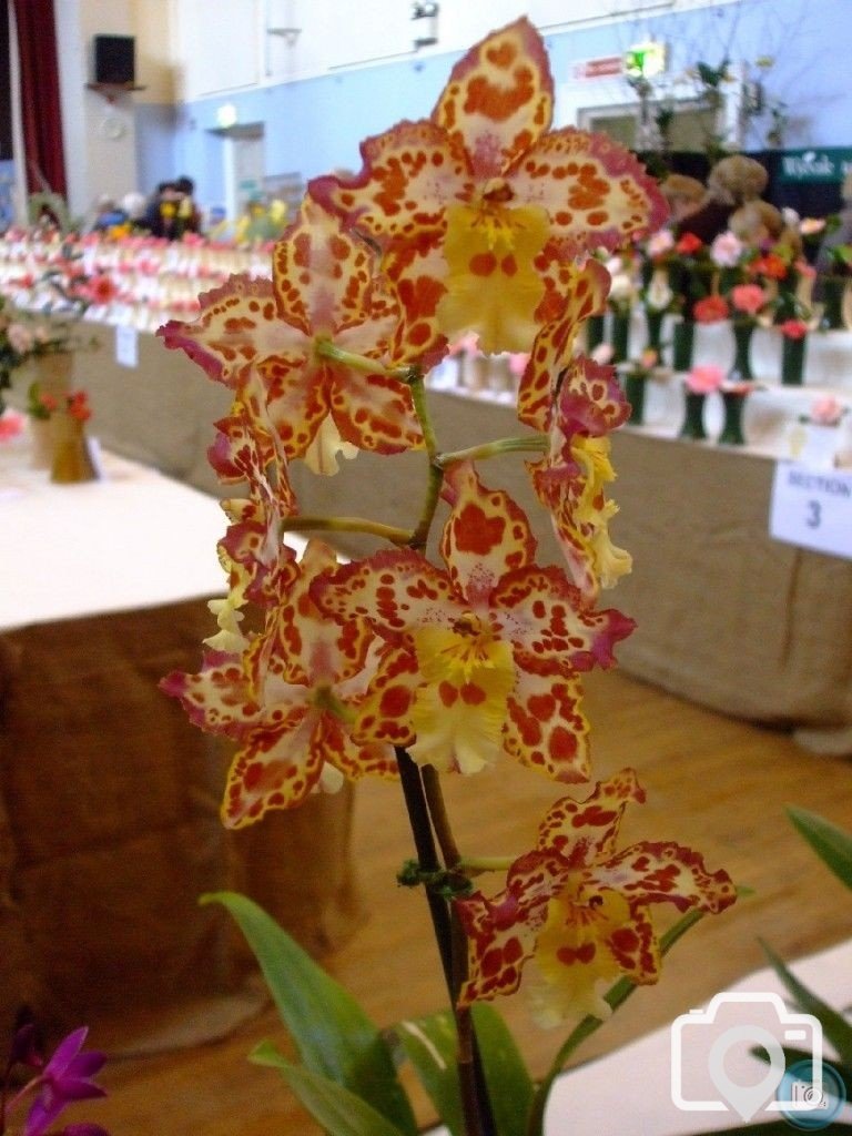 PENZANCE SPRING SHOW - 11-12th March, 2011