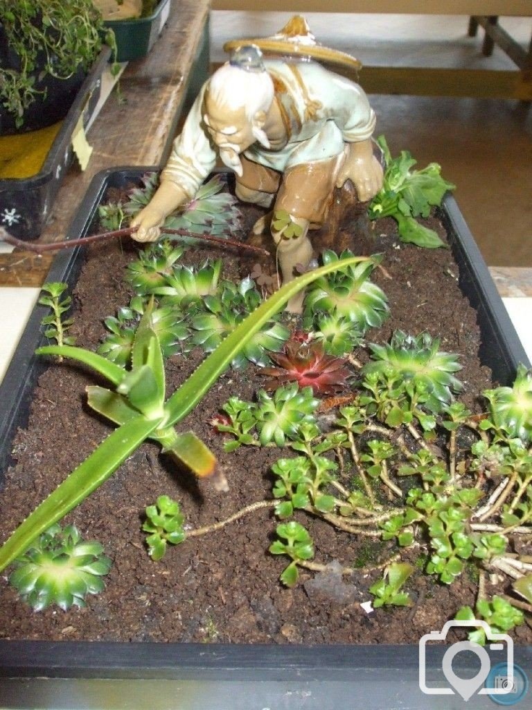 PENZANCE SPRING SHOW - 12MAR2011