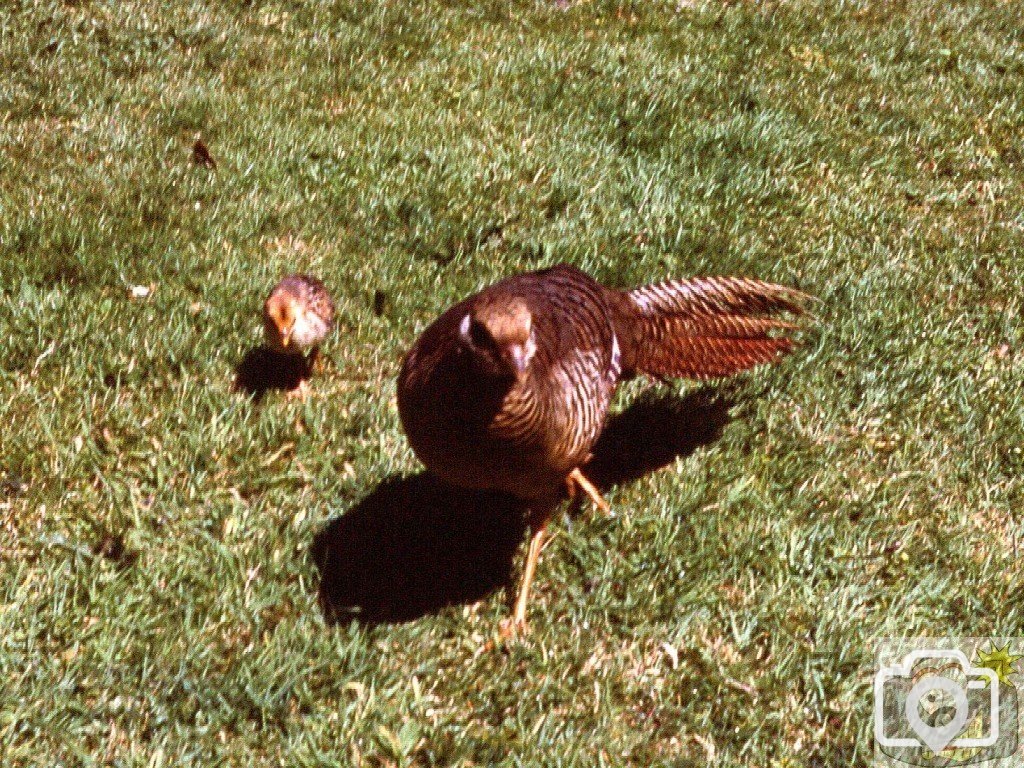 Pheasant and chicks, Valhalla, Tresco Gardens, Scilly