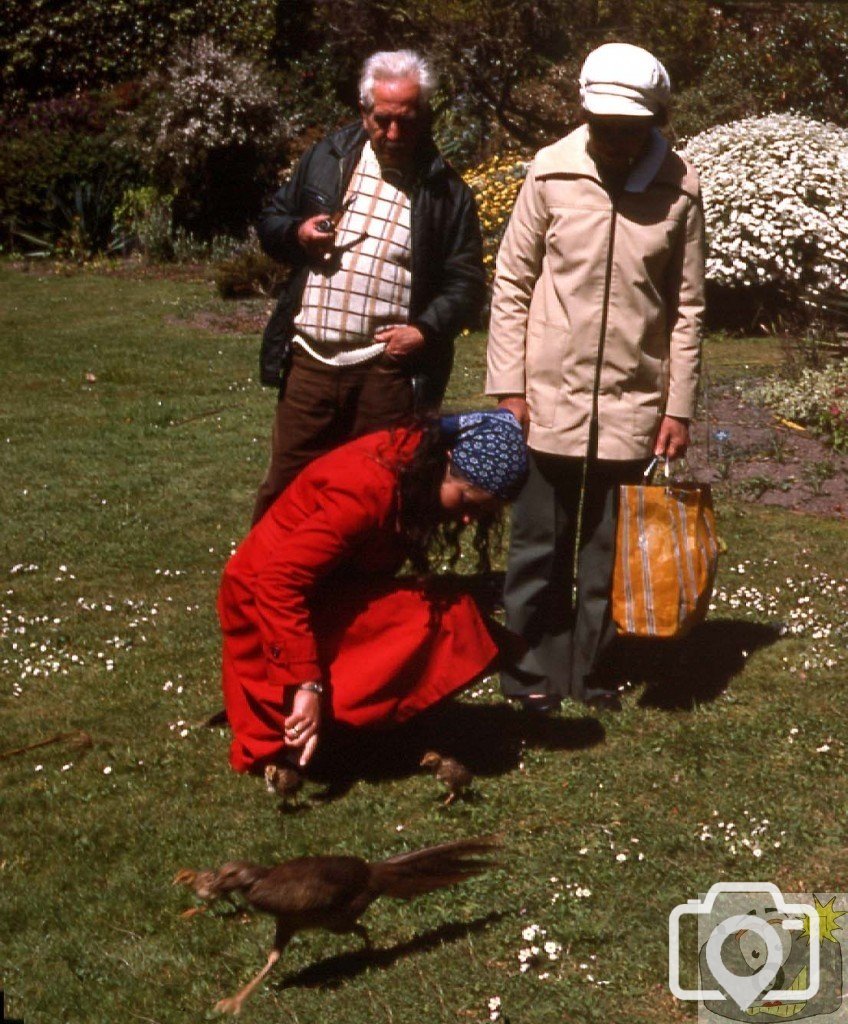 Pheasant and chicks, Valhalla, Tresco Gardens, Scilly