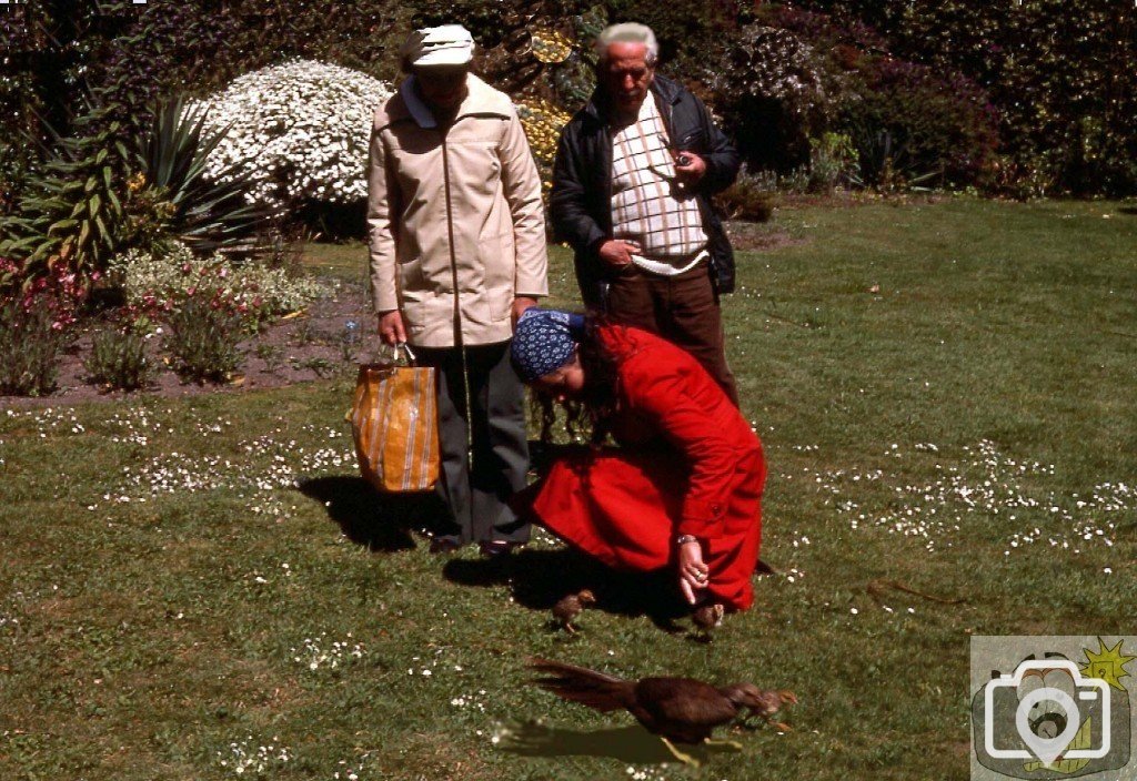Pheasant and chicks, Valhalla, Tresco Gardens, Scilly