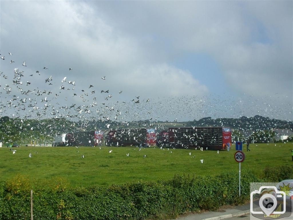 Pigeon Race - Princess May Rec, Ground - 19Jun10