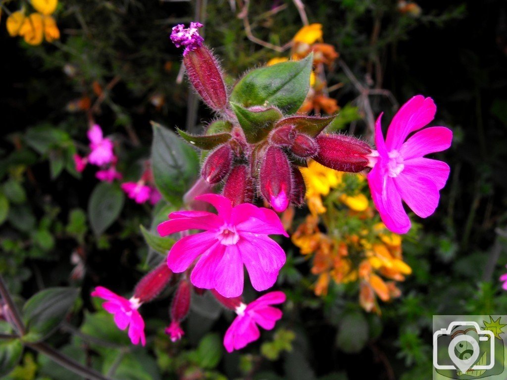Pink campion