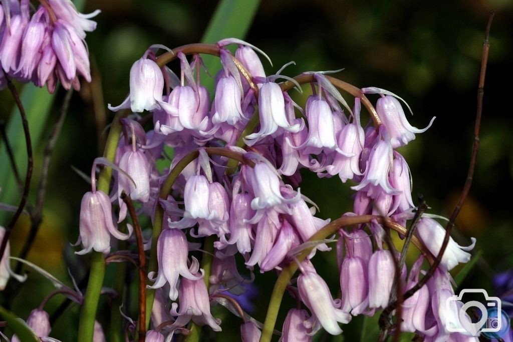 Pink form of Bluebell