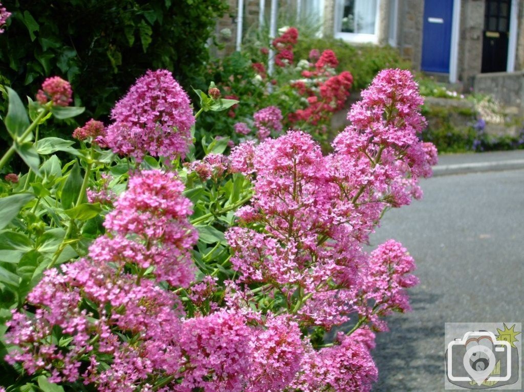 Pink valerian: St John's Church area - 6th June, 2009