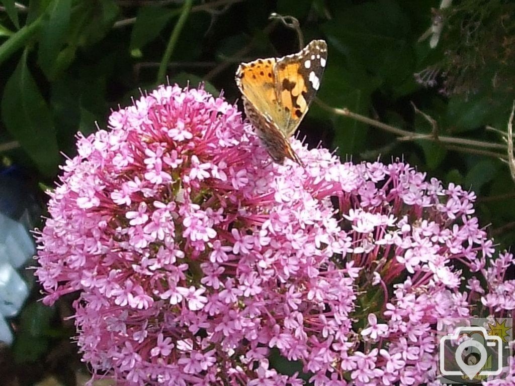 Pink variety of valerian and painted lady butterfly - St John's Tce - 6