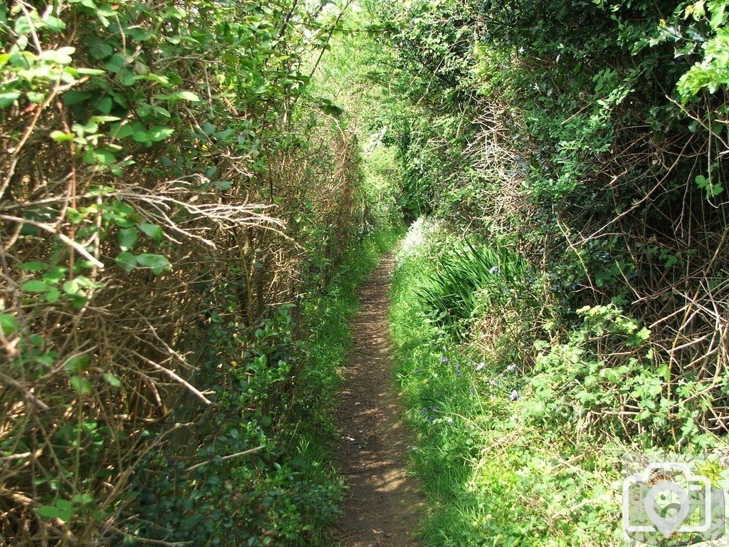 Polgoon (1)