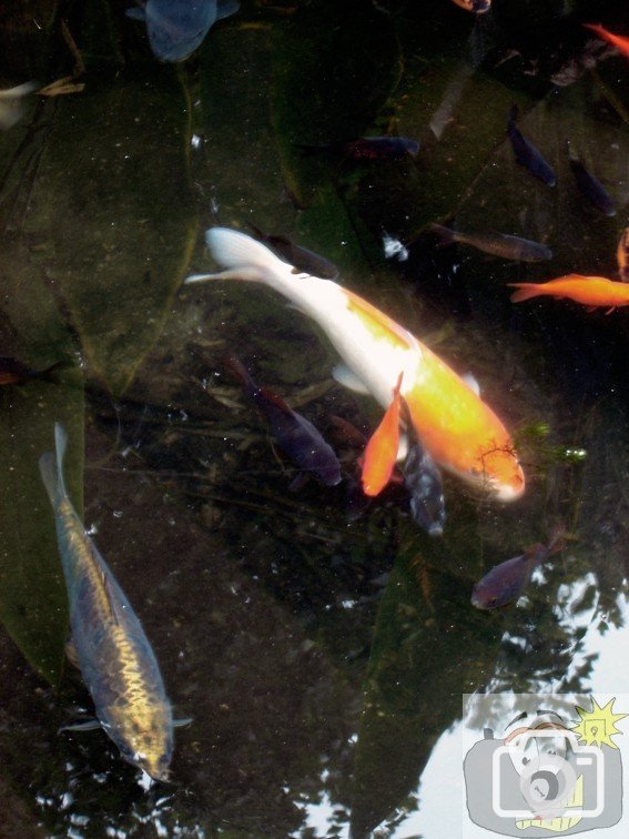 Pond Fish 1