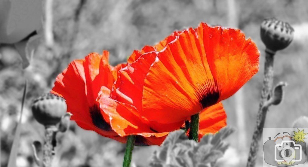 Poppies