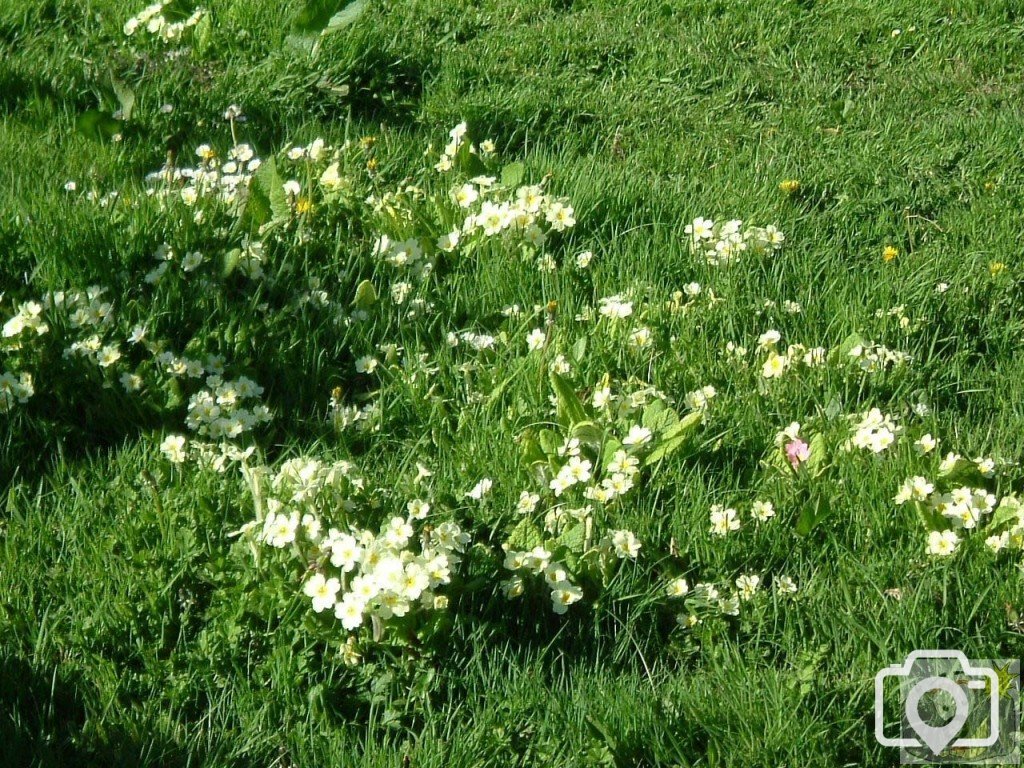 Primroses
