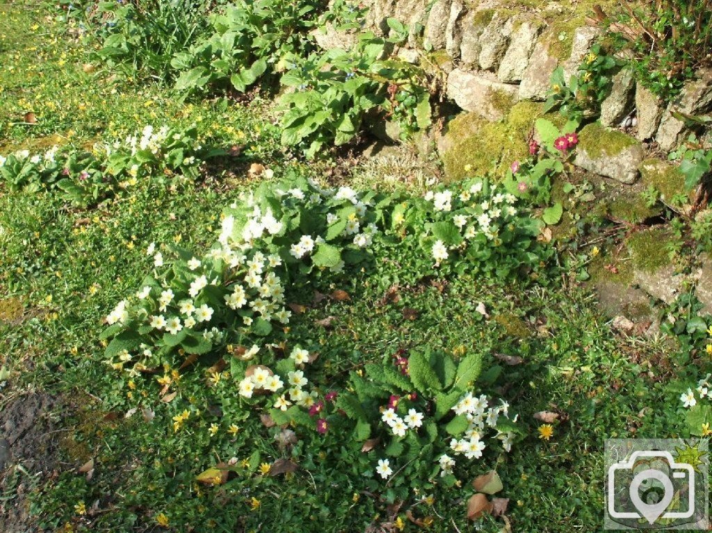 Primroses
