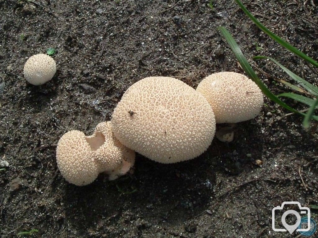 Puffball fungi - an autumnal wonder!